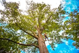 Best Utility Line Clearance  in Fife Heights, WA