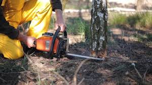 How Our Tree Care Process Works  in  Fife Heights, WA