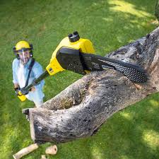 Professional Tree Care in Fife Heights, WA