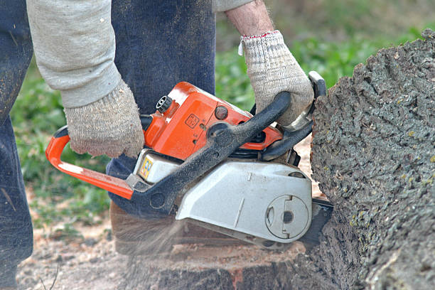 Best Firewood Processing and Delivery  in Fife Heights, WA