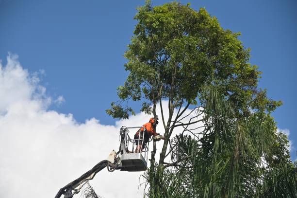 Best Aeration Services  in Fife Heights, WA