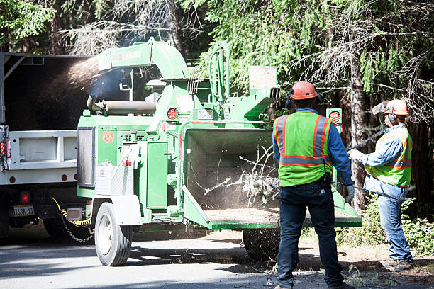 Reliable Fife Heights, WA Tree Care Solutions