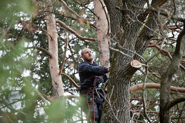 Best Emergency Tree Removal  in Fife Heights, WA