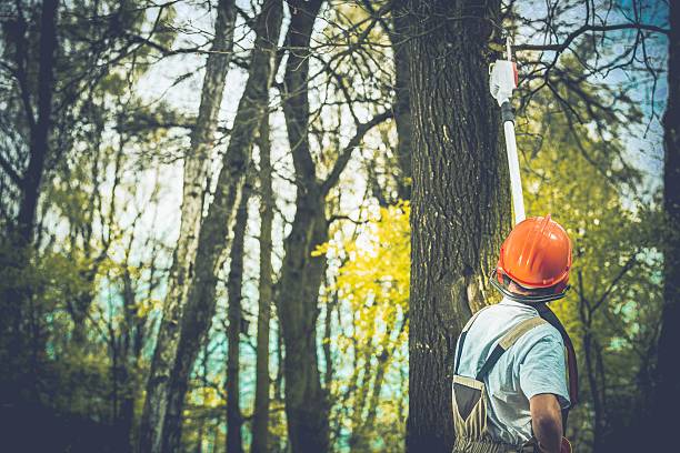 Best Arborist Consultation Services  in Fife Heights, WA