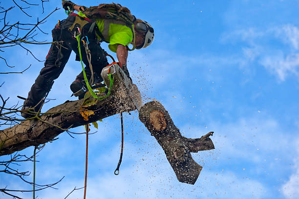 Best Lawn Maintenance Plans  in Fife Heights, WA
