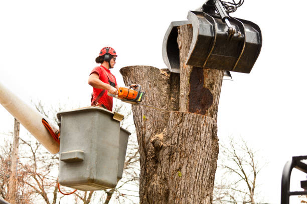 How Our Tree Care Process Works  in  Fife Heights, WA